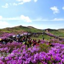 황매산 철쭉제 이미지