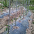 주만농장 이미지