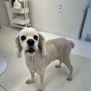 두부네 펫살롱 | 코카스파니엘 11kg 특수견 전체미용 겁 많은 아이 서두르지 않아요 [남동구 강아지미용실]