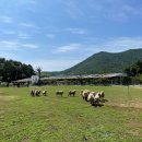 돌산꼬마김밥 이미지