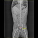 아프지말게 동물병원 이미지