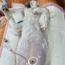 해운대조은동물병원 이미지