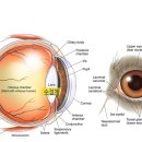 코끼리 동물병원 이미지