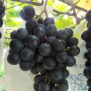 도양농장 이미지