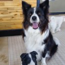 DaDogDaDog 애견카페 이미지