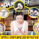 아담스펫 강아지분양 고양이분양 강남점 이미지