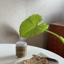 코송(KOSONG) 이미지