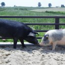 나라축산 이미지