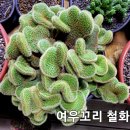 여우꼬리 이미지