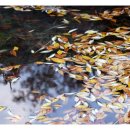 중앙화원 이미지