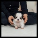 유앤미펫 강아지분양 고양이분양 시흥점 이미지