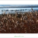 바다스케치 이미지