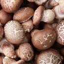 배지.종균 공급업자들의 생산한 버섯등 생산물 수매 보장계약은 과연 재배농가에 도움이 될 것인가? 이미지