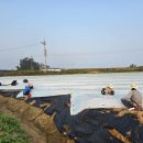 더덕쟁이 이미지