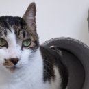 동물보육원 고양이 후원 카페 이미지