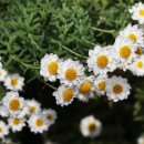 로단테(Rhodanthe) 이미지