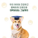 대학애견용품 이미지