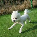 포레스트 하우스 애견유치원 이미지