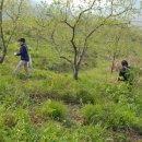 계룡부화장 이미지