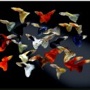 구피 카카오 검색결과