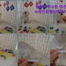 플라이투더뭉 | [김포 호텔/가격/후기] 플라이투더뭉 애견유치원&amp;애견호텔&amp;애견미용&amp;돌봄 김포 애견호텔, 전문적인 케어...