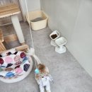 미미캣살롱&고양이호텔 이미지