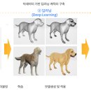 이삭애견 이미지