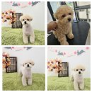 아모르 펫 살롱 이미지