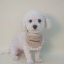 미미애견 이미지