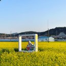 맹방관광지 | 삼척 맹방유채꽃축제 일정 개화시기 쏠비치 삼척 숙소 추천