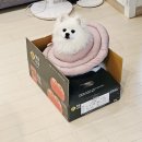 청송해뜨는농장법인 | 청송사과 애플하이 엔부사과 맛집 추천 내돈내산 리얼 솔직 후기(🍎 피켓팅 수준 주의)