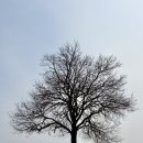 함안 말이산고분군 | 함안 벚꽃 명소 말이산고분군 | 2026년 개화시기, 사진스팟 총정리