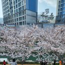 해수천2호 | 영도 동삼해수천 벚꽃 2023년 3월 26일 실시간 개화 상황(갤럭시S22울트라, 후지필름X-S10, 파나소닉GX9...