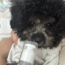 플란다스의 개 | [플란다스의개] 강아지치약 덴탈클린 치약 후기