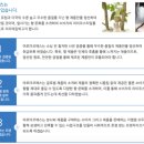 아로마코에스 이미지