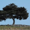 솔솔바람 이미지