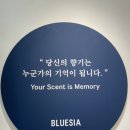블루시아 네이버블로그