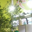 올리브 펫 이미지