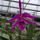 Cattleya maxima rubra 'Darth vader' × self (고산종) '다스 베이더' 이미지
