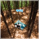 청도 잣나무숲 백패킹 후기 | 피톤치드 가득한 숲속 힐링 명소