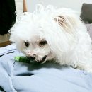 치아튼튼 버블츄 후기