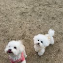피노(pino)