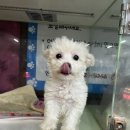 와우펫마트 이미지