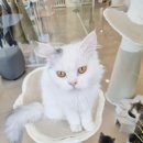 701아를고양이카페(cat in the art) 이미지