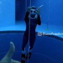 씨유프리다이빙 이미지