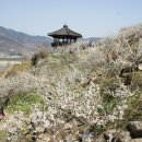 청매실농원 이미지