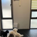 디오네 도그케어 이미지