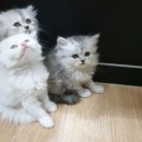 애견명가 이미지