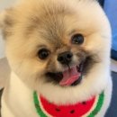 101 애견미용 이미지