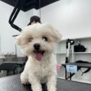 춘천애견미용학원 이미지